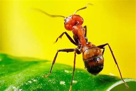 可以取什麼網名 夢見紅螞蟻